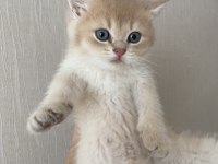 3 aylık erkek AY11 british shorthair