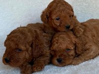 Toy poodle yavruları