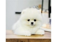 Pomeranian boo yavrularımız