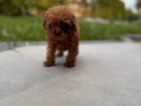 50 GÜNLÜK KORE RED BROWN POODLE ERKEK