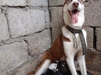 Husky yavrularım