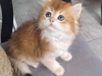 British longhair ny12 dişi