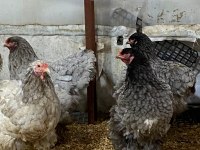 BLACK BLUE BRAHMA KULUÇKALIK YUMURTA & CİVCİV