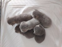 Ömürlük british shorthair yuvalarını bekliyorlar