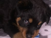 4 aylık erkek rottweiler