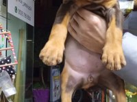 Doberman yavrularımız teslime hazır