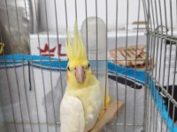 Lutino Sultan papağanı