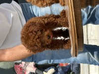 Petmode köpek çiftliğinde ziyarete açık toy poodle