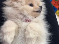6 aylık dişi pomeranian