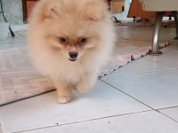 Pomeranian spitz köpeğimiz