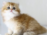 Gülen Tospik British Longhair
