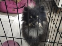 7 aylık dişi şecereli aşıları tam çipsiz pomeranian