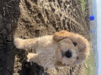 Toy poodle dişi erkek