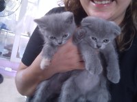2 aylık Scottish & British Shorthair Sahiplendirme