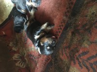 Orjinal rottweiler yavru 1 dişi