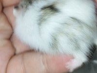 ÖZEL RENK DWARF HAMSTER