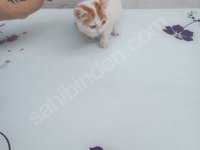 Kediyi sahiplendirmek istiyorum
