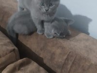 British shorthair gri yavrular