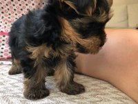 TEACUP YORKSHİRE YAVRULARI