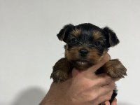 Dişi ve erkek original teacup yorkie yavrular
