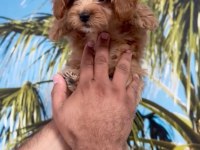 Minyatür Maltipoo bebekler