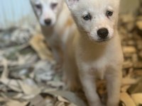 Mavi Gözlü Sibirya Kurdu Husky Bebekler