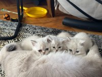 A KALİTE SON 2 YAVRU BRİTİSH SHORTHAİR