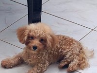 TEACUP ERKEK 19CM 5 AYLIK POODLE