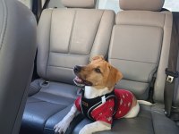 Orjinal saf kan jack russell