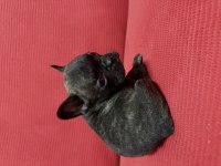 Yavru french bulldog