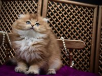 O bir prenses scottish fold
