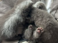 British Shorthair Yavrularım Yuvalarını Bekliyor