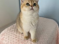 Bal boncuğu british shorthair bebeğim