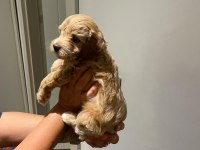 Maltipoo dişi yavrular