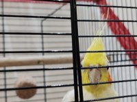 Sultan papağanı 8 aylık