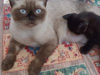 Acil sahiplendirme anne ve yavruları british shorthair