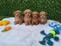 Aşılı Pasaportlu Mikroçipli Maltipoo Yavrularımız