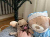 Pug yavru köpeklerim