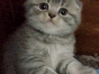 Bı lokma aşk scottish fold