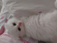 Scottish fold oğlumuz yeni yuvasını arıyor