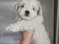 Maltese terrier minik köpekler