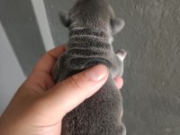 Egzotik french bulldog yavrular