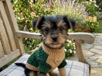 Evinizin maskotu olacak mükemmel dost köpeğimiz