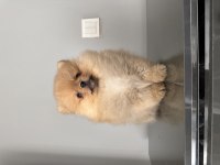 Üst düzey pomeranian boo son 3 dişi
