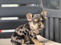 EGZOTİK FRENCH BULLDOG BEBEKLER