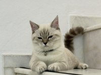 YAKIŞIKLI BRİTİSH SHORTHAİR OĞLUMU SAHİPLENDİRİYORUM