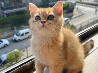 Full şecereli golden erkek yavrumuz british longhair