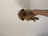 Aşılı Dişi ve erkek Kore Maltipoo yavrular
