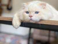 Eşleştirme ilanı scottish fold kedimiz için