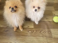 Pomeranian boo 6 aylık